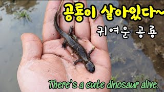 귀여운 공룡이 나타났다! There's a cute dinosaur alive.