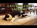 Cats Who Love Vacuums 2015 NEW