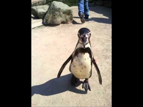 Im Zweifel für den Zweifel(Tobias Thomas& Superpitcher RMX).wmv