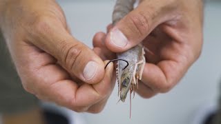 How To RIG LIVE SHRIMP Under A Popping Cork (For Redfish, Trout, & Snook)