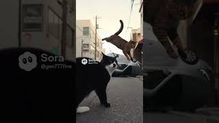 浴びせ蹴りしま #生成ai #cat #猫 #shorts