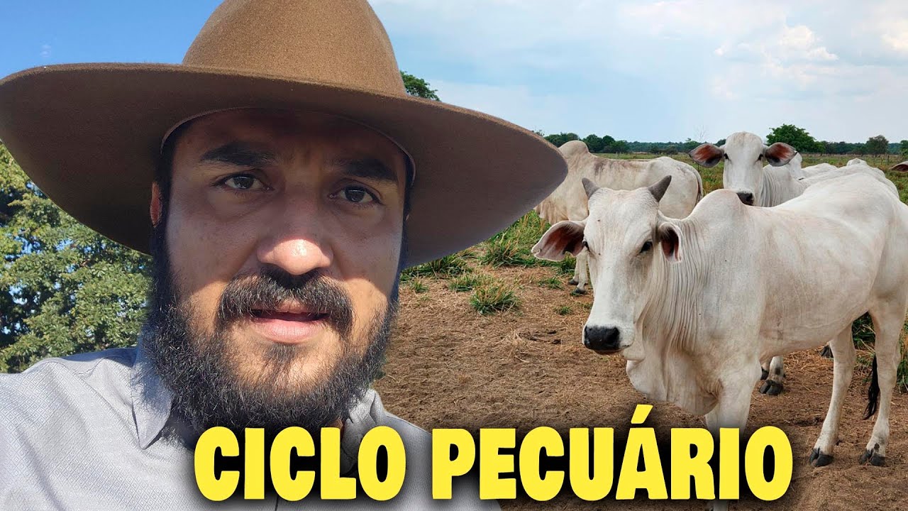 CICLO DA PECUÁRIA: Até Quando vai o CICLO DE BAIXA?