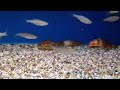 Synodontis flavitaeniatus Synodontis flavitaeniatus