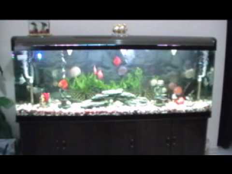 Discus fish in 600 litre aquarium