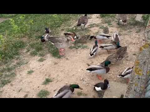 Multi-Duck-And-Goose Friday