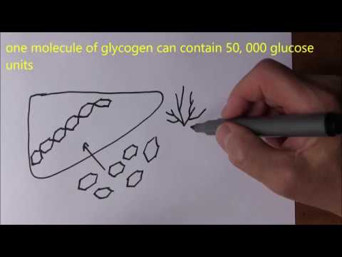 Liver Function 3, Carbohydrate storage and metabolism - YouTube