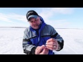 Secret Ice Fishing Perch Bait
