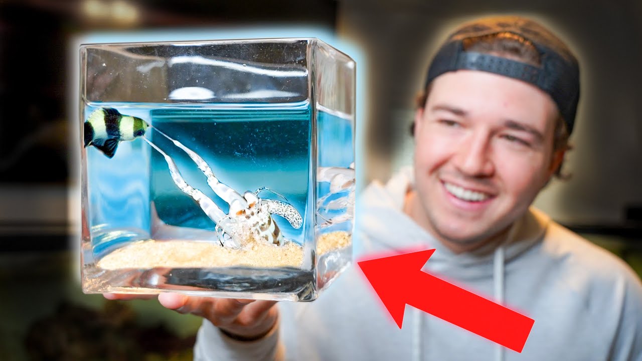 I Bought A Spearing Mantis Shrimp!