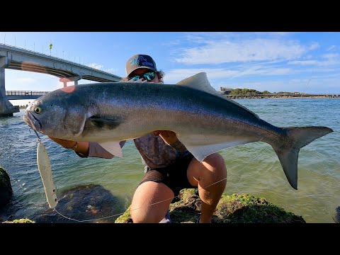 POPPING for GIANT Bluefish
