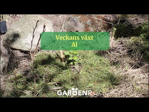 Plant of the Week - Alder - Gardenhacks by GardenR