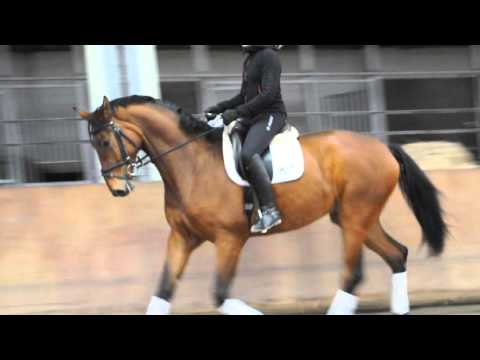 Busoni, 4 jähriger Wallach von Belissimo/Warkant