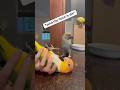Who Came To Visit Visit Talkingbird Talkingparrot Cuteanimals Funnyanimals Parrot Irn