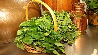 Folhas de Jambu são usadas como matéria-prima para fabricar cachaça