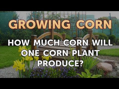 How to Fertilize Sweet Corn With Nitrogen