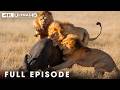 Wild Serengeti Only The Strongest Survive FULL EPISODE Wildlife Documentary