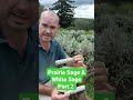 The difference between Prairie Sage and White Sage. Part 2. #whiteshort #prairiesage #eartharomas