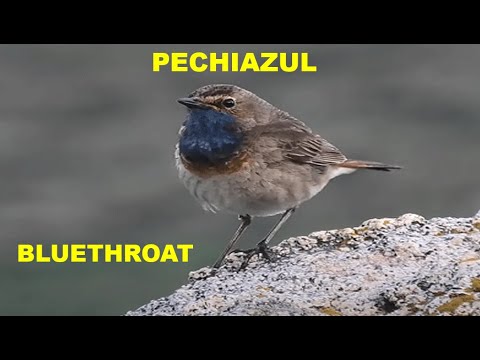 PECHIAZUL | BLUE THROAT | Luscinia svecica