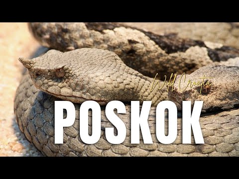 Poskok