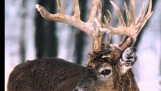 Arlington by The Wailin&#39; Jennys