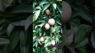 Download lagu Di cium kunu kumisan. @gmaeldot.com, mp3