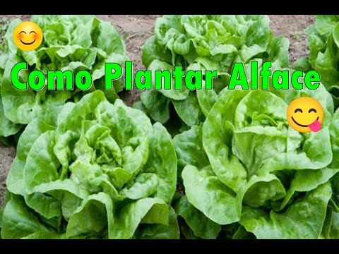 Como plantar alface fácil - Inicio, meio e fim! - Aprendendo com Mami Chef