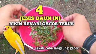 Download lagu 4 Jenis Daun yang membuat Burung Kenari Gacor Terus mp3