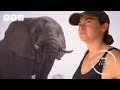 Elephants saved from poaching learn to trust again | Planet Earth III – Behind the scenes