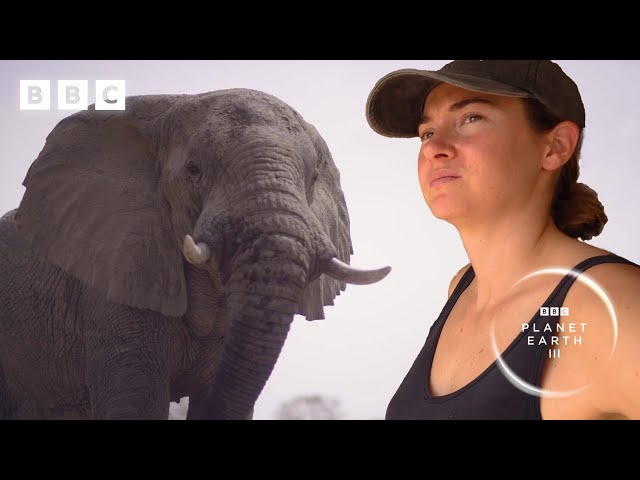 Elephants saved from poaching learn to trust again | Planet Earth III – Behind the scenes