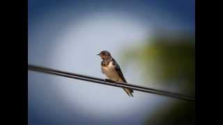 Madredeus. A Andorinha da Primavera.wmv