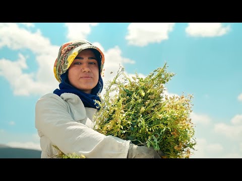 %100 Yerli Yeşil Mercimek Migros’ta!