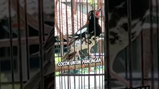 Download lagu Nratak gacor pembangkit birahi❗#subscribe #shortvideo #shorts mp3