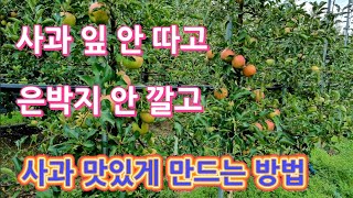 사과 잎 안 따고,은박지 안 깔고 사과 맛 있게 만드는 방법