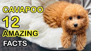 Cavapoo | 12 Amazing Facts About Cavapoo Dog Breed