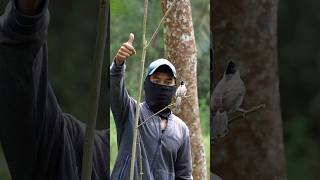 Download lagu manasin pikat kutilang cengkram mp3 Download lagu manasin pikat kutilang cengkram mp3