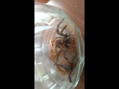 comment soulager piqure araignée
