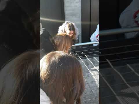 Etno grupa Kolevka- Suza Kosova