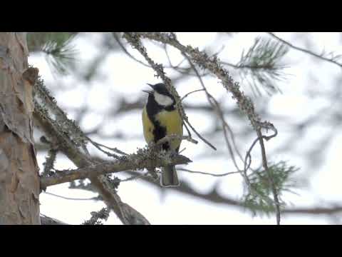 Great Tit Sings And Finds Food (Talgoxe / Parus major)