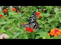 Oh Butterfly Music Ilayaraja