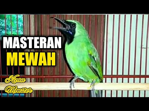 download lagu mp3 mp4 Masteran Cucak Ijo Mewah, download lagu Masteran Cucak Ijo Mewah gratis, unduh video klip Masteran Cucak Ijo Mewah