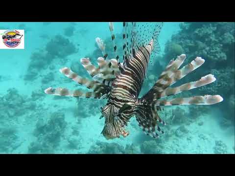 SUB MARIN sea scope  HURGHAD