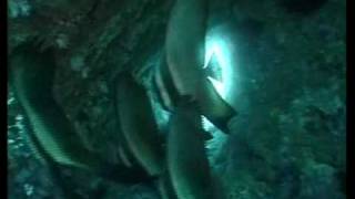 preview picture of video 'Scuba Diving at Hole in the Wall - Puerto Galera - Philippines'