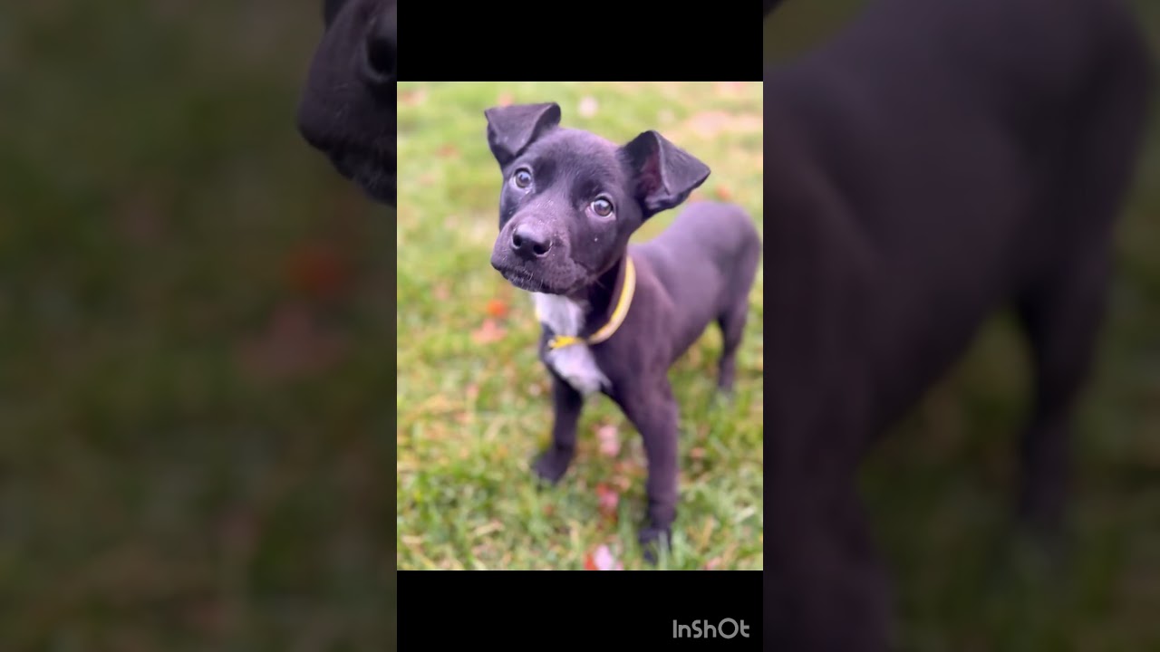 Enlarge Paige, a ADOPTABLE Mixed Breed in Washington, DC video 6/6