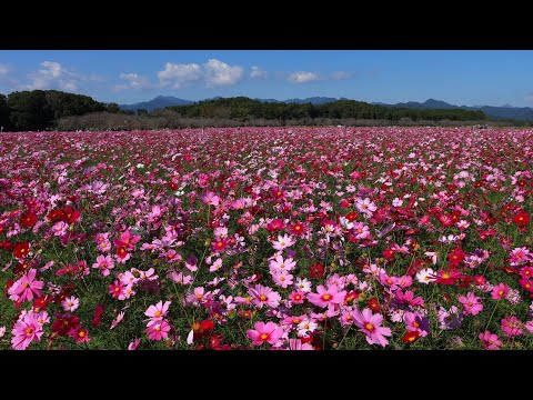 [Reiwa 5] 31 de outubro de 2023 Cenário do cosmos cereja de outono em plena floração no Saitobaru Tumulus Group, cidade de Saito, província de Miyazaki
