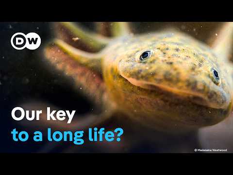Axolotl -The Magical Healing Powers Of A Salamander | Dw Documentary