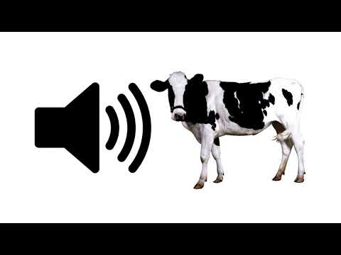 Cow Moo - Sound Effect | ProSounds
