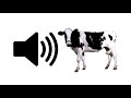 Cow Moo Sound Effect ProSounds