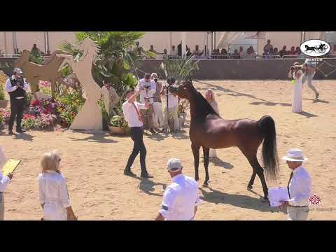 N 142 MUTABAHI AL HAWAJER   Mediterranean and Arab Countries AHC   Menton 2021   Colts 3 Years Old C