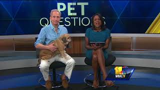 Pet Questions: Treating your dog