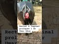 Rectal Vaginal Prolapse L Dr Umar Khan
