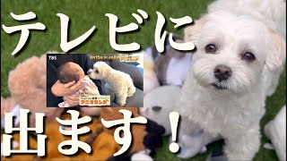 【告知🎉】某人気TV番組にエルと妹が出演することになりました！【マルプー】